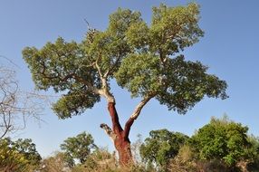 cork oak bark