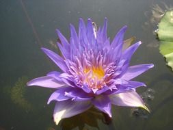 light purple lotus on water close up