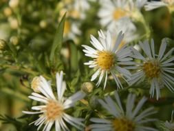 White And Yellow Flowers In Summer