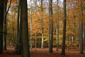 autumn forest on a clear day