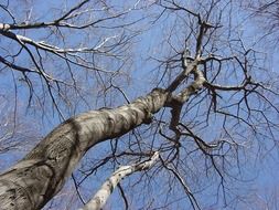 tall autumn tree