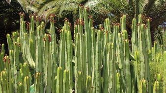 Picture of the canarian Cactuses
