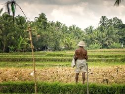 local resident grazes ducks in Bali