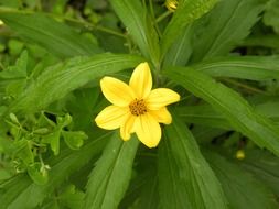 Yellow wild flower with green leaves