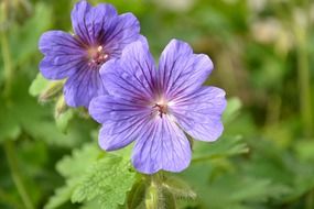 magnificent geranium flower