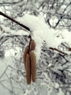 fluffy snow lies on tree cones
