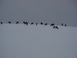 Deer on a hill in winter at dusk