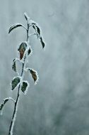 extraordinary cold weather