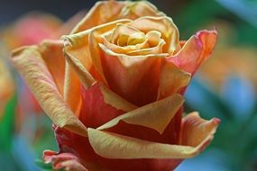 flower rose spring
