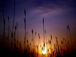 sunset silhouette east plants sun