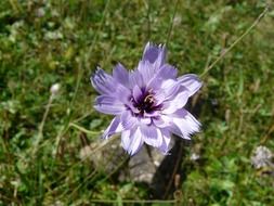 purple mountain flower