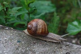 snail in natural environment