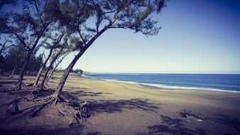 trees on the beach of a tropical island