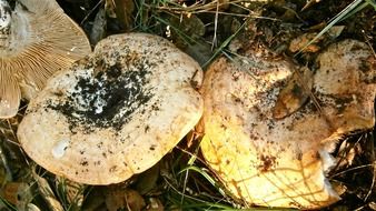 lactarius mushrooms in the forest