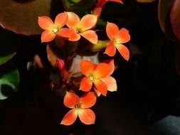 cute orange flowers