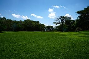 green grass on a meadow in summertime