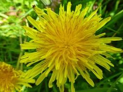 yellow dandelion flower in nature