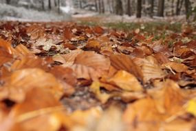 Leaves on the ground in the forest in autumn