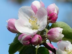 closeup of apple blossom