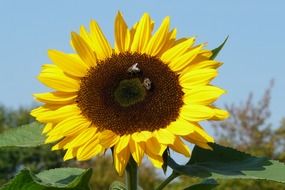 incomparable sunflower plant