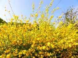 yellow ranunkel shrub