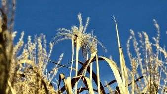 Sedge reed during a drought at blue sky background