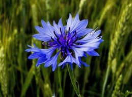 cornflower is a bright wildflower