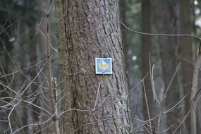 small shield on a tree bark