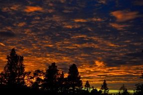 gold dramatic sunset with trees view