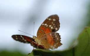 macro photo of danaus on a green maple leaf