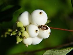 common snowberry is ornamental shrub