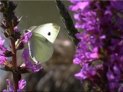 white butterfly on purple geocinth