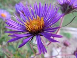 purple aster with pointed petals