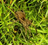 Picture of the wild wolf spider