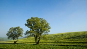 green trees on a rapeseed field