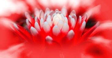 center of guzmania flower, macro, bromeliad plant