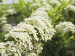 white branch on a bush in spring