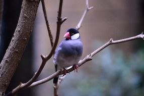 java sparrow on branch