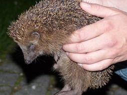 Western European hedgehog in hands close-up