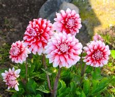 White-pink flowers in the garden