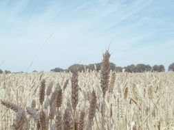 Field crops against the blue sky with white clouds