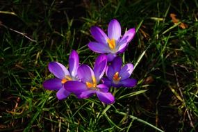 expanded crocus purple flowers