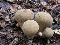 irresistible puffballs mushrooms