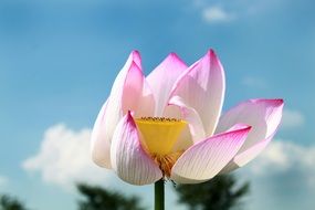 cute pink and white lotus flower