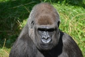 male silverback gorilla, face close up