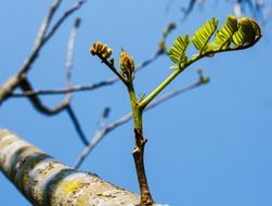 young tree sprouts