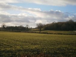 Field with yellow flowers