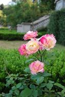 beauty gentle charming roses in garden