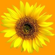 yellow sunflower on a yellow background close-up