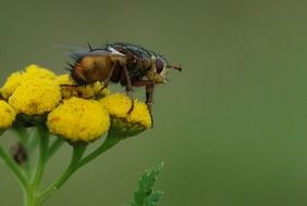 Ugly fly on a flower